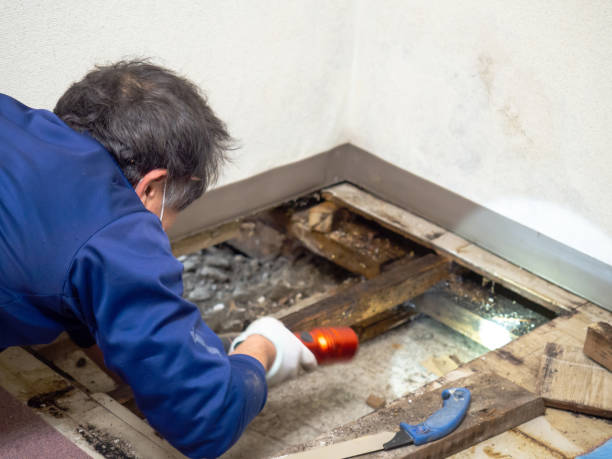 Best Certified Mold Removal  in Caledonia, MS