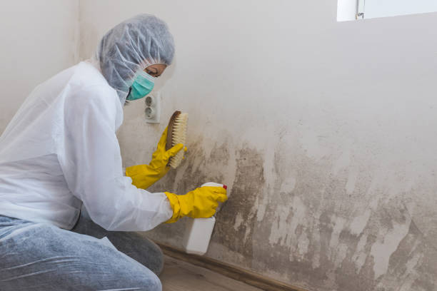 Best Mold Cleaning Services  in Caledonia, MS