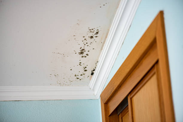 Best Commercial Mold Removal  in Caledonia, MS