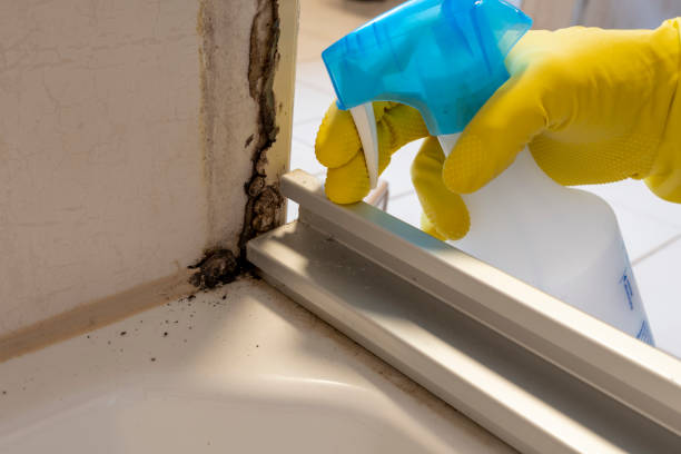 Best Mold Removal Specialists  in Caledonia, MS