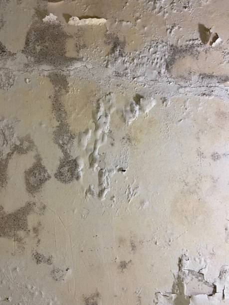 Reliable Caledonia, MS Mold Removal Solutions