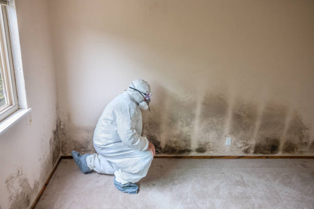 Best Mold Testing and Removal  in Caledonia, MS