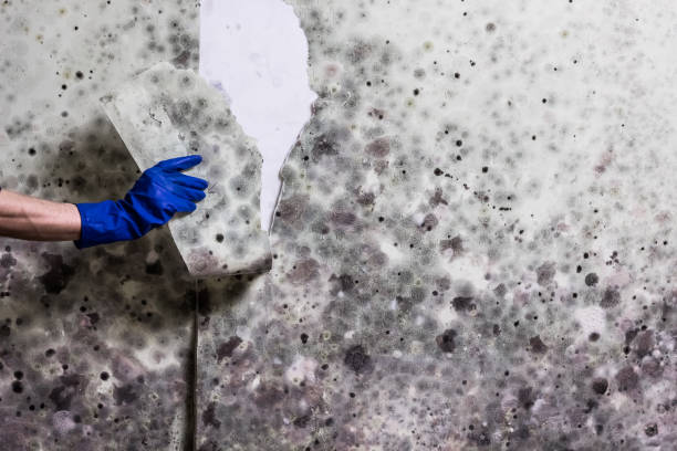 Best Toxic Mold Removal  in Caledonia, MS