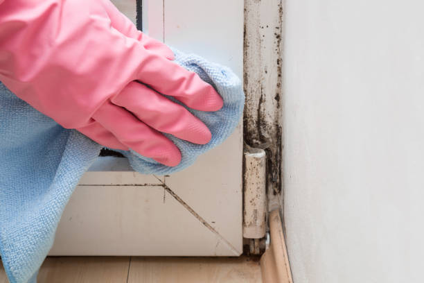 Best Residential Mold Removal  in Caledonia, MS